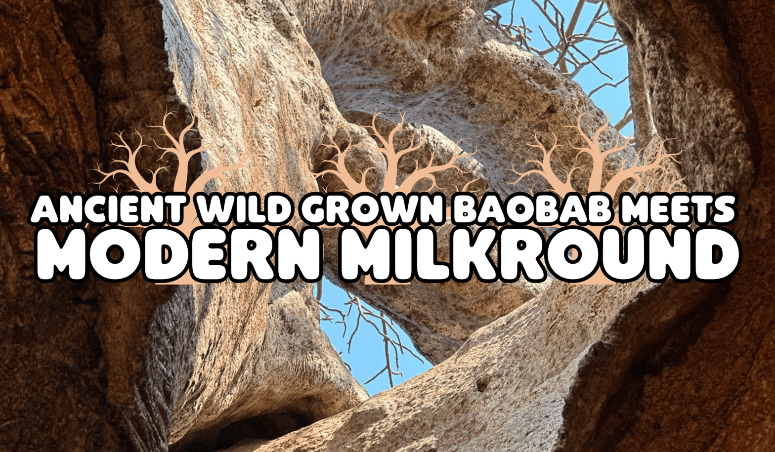 What Is Baobab? Health Benefits & More