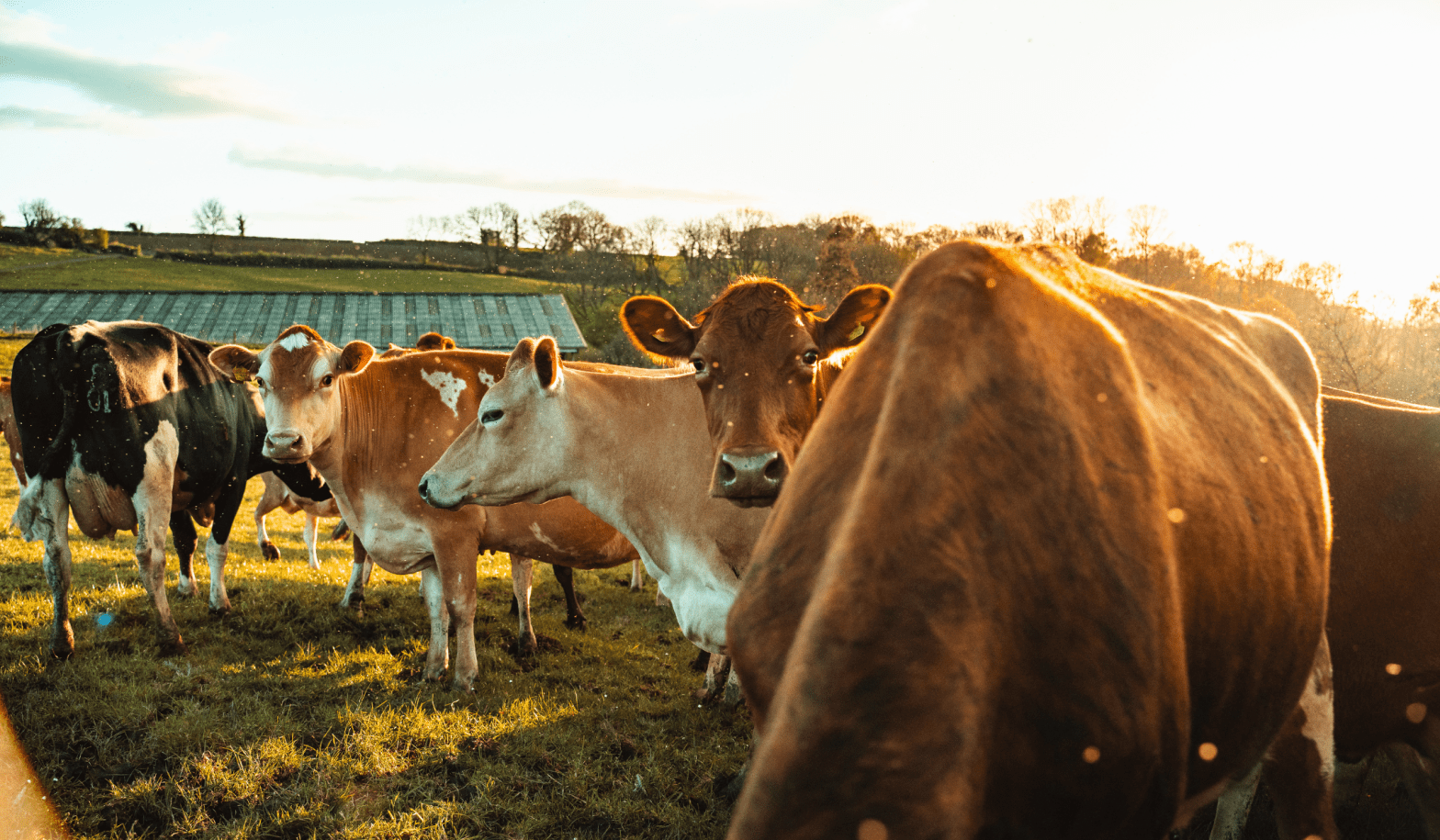 Farming with Purpose: The Regenerative Heroes Reshaping Agriculture