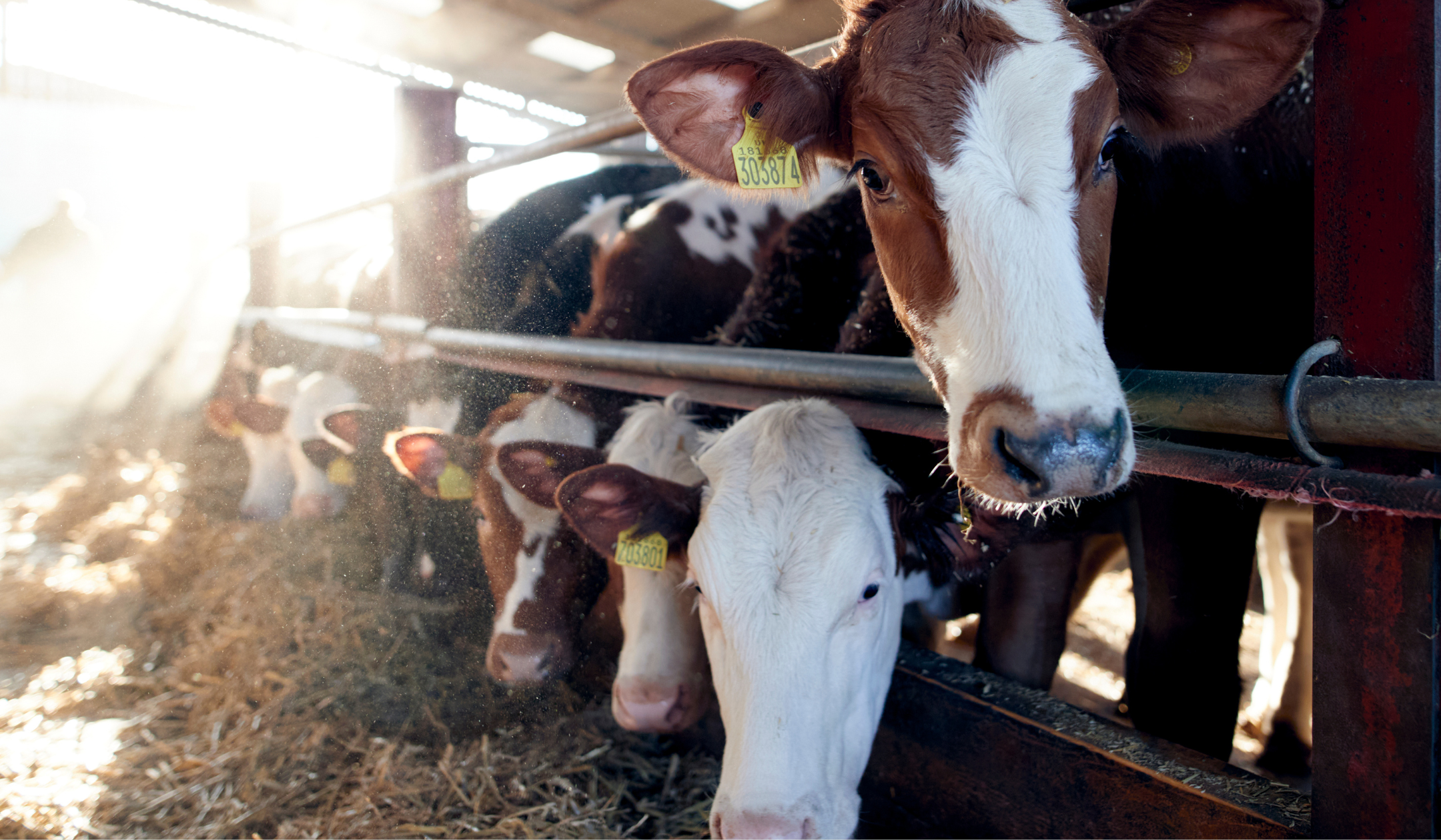 Why some of your favourites are changing in price?