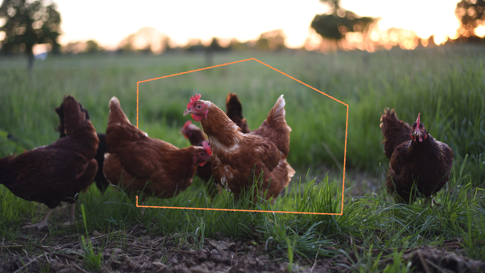 Meet Our British Egg Suppliers: Why Local Sourcing Matters More Than Ever